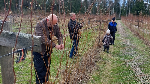 2023 05 06 Vadelmanhoitoa Ruskolla 1500